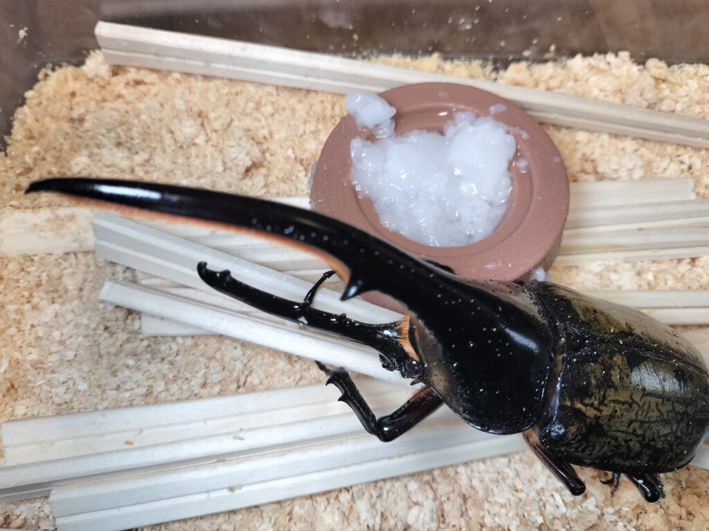 血統ものなのに異様に小さい個体。大型作出可能なラインに戻せる 