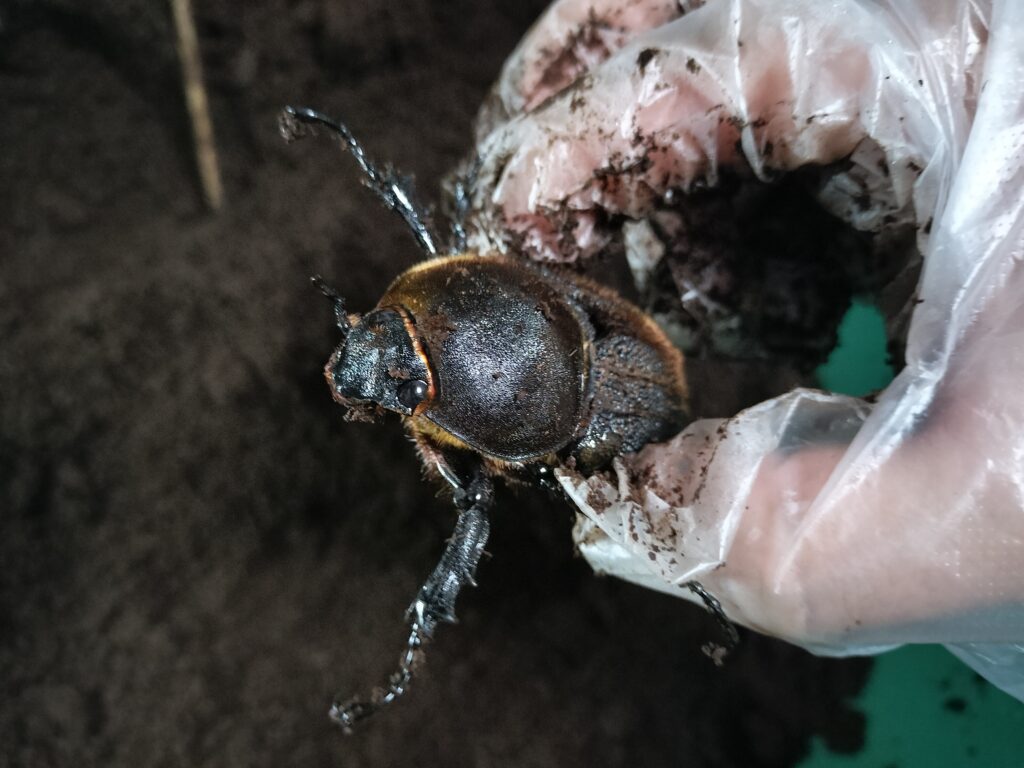 メスの様子。上翅も綺麗に閉じています。